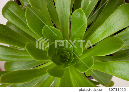 Aeonium Canariense beautiful rosette of green leaves, close up. Succulent plants of Aeonium Arboreum. High quality photo Aeonium Canariense beautiful rosette of green leaves, close up. Succulent plants of Aeonium Arboreum. High quality photo 80751913