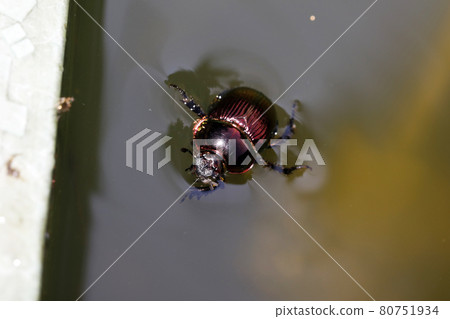 Ogensenchikogane 80751934