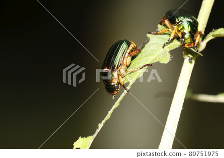 Stripe cane 80751975