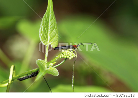 Longhorn beetle gathering in handsome Longhorn beetle gathering in handsome 80752118