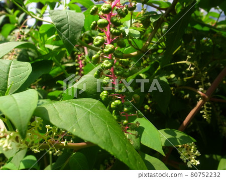 山區鄉房 80752232