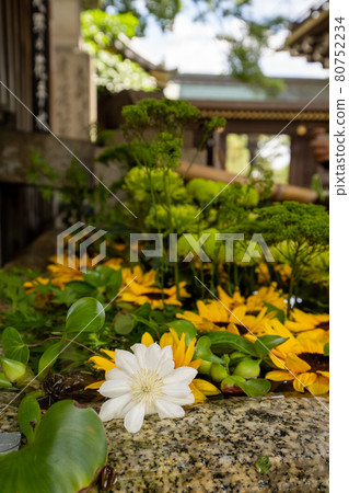 初夏的北野天滿宮 80752234