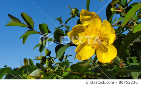 黃花 黃花 80752236