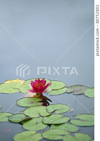 Water lily flowers Water lily flowers 80752802