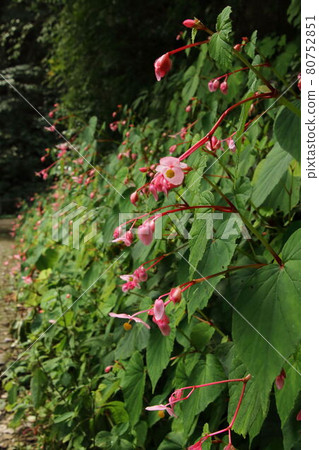 諸山町 矢田谷川 海棠 80752851