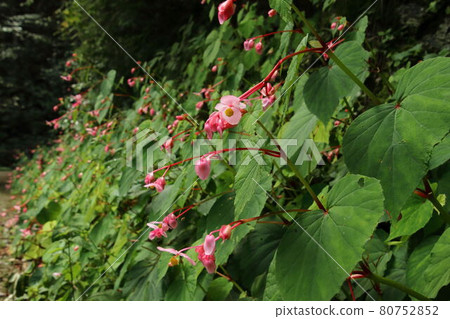 Moroyama Town Yadotani River Begonia Grandis 80752852