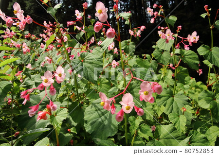 Moroyama Town Yadotani River Begonia Grandis 80752853