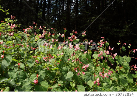 Moroyama Town Yadotani River Begonia Grandis 80752854