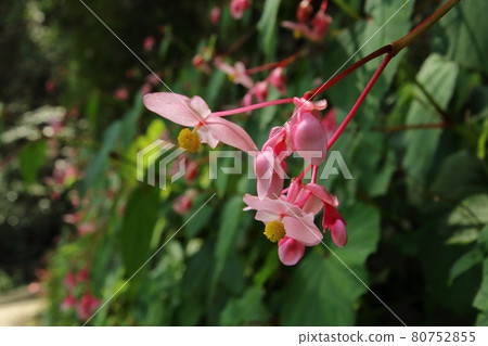 Moroyama Town Yadotani River Begonia Grandis 80752855