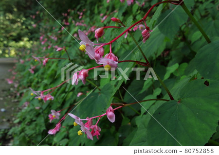 Moroyama Town Yadotani River Begonia Grandis Moroyama Town Yadotani River Begonia Grandis 80752858