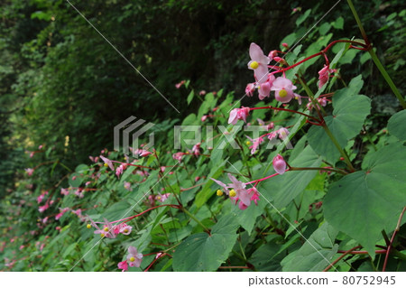 Moroyama Town Yadotani River Begonia Grandis Moroyama Town Yadotani River Begonia Grandis 80752945