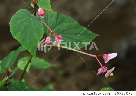 Moroyama Town Yadotani River Begonia Grandis 80753075