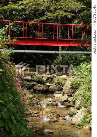 尾瀨町三瀧川上的海棠 尾瀨町三瀧川上的海棠 80753146