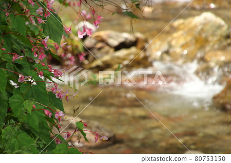 尾瀨町三瀧川上的海棠 尾瀨町三瀧川上的海棠 80753150