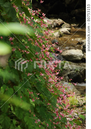 Begonia grandis on the Mitaki River in Ogose Town 80753153