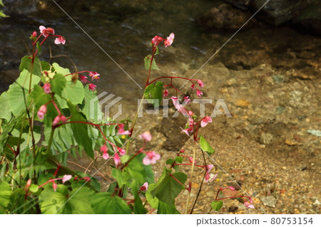 Begonia grandis on the Mitaki River in Ogose Town Begonia grandis on the Mitaki River in Ogose Town 80753154