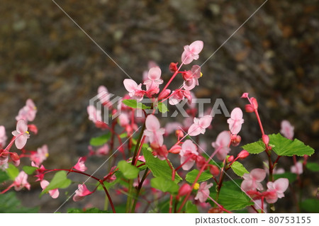 Begonia grandis on the Mitaki River in Ogose Town Begonia grandis on the Mitaki River in Ogose Town 80753155