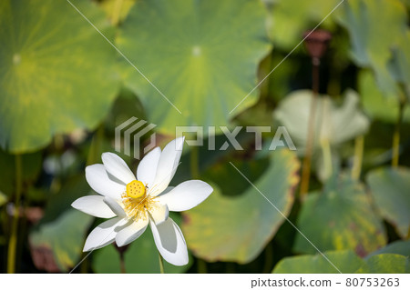 Lotus flower Lotus flower 80753263