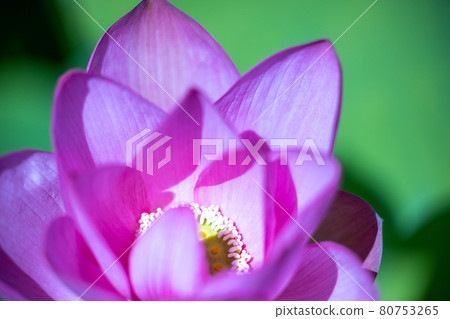 蓮花 80753265