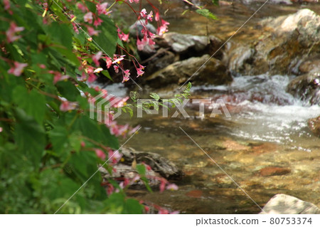 Begonia grandis on the Mitaki River in Ogose Town 80753374