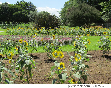 Speaking of summer flowers, yellow sunflower Speaking of summer flowers, yellow sunflower 80753795