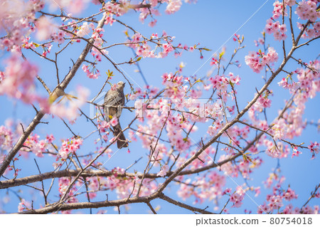 Cherry blossoms and bulbuls in Sakado Kitaasaba Sakurazutsumi Park 80754018