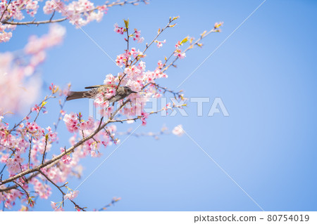 Sakado Kitaasaba Sakurazutsumi Park的櫻花和球莖 Sakado Kitaasaba Sakurazutsumi Park的櫻花和球莖 80754019