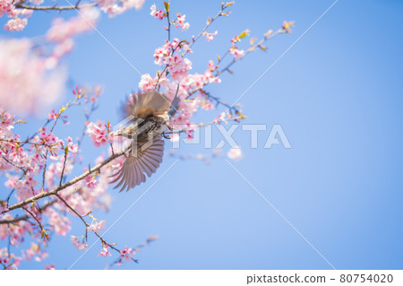 Sakado Kitaasaba Sakurazutsumi Park的櫻花和球莖 80754020