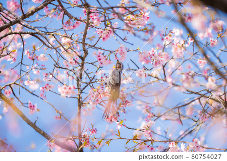 Cherry blossoms and bulbuls in Sakado Kitaasaba Sakurazutsumi Park Cherry blossoms and bulbuls in Sakado Kitaasaba Sakurazutsumi Park 80754027