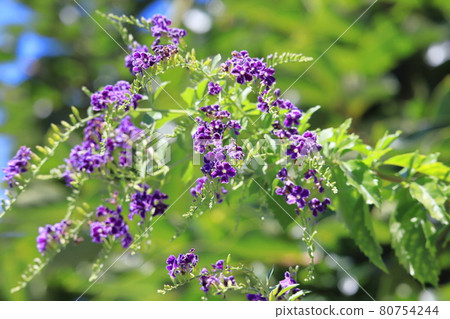 Purple Duranta flower Purple Duranta flower 80754244