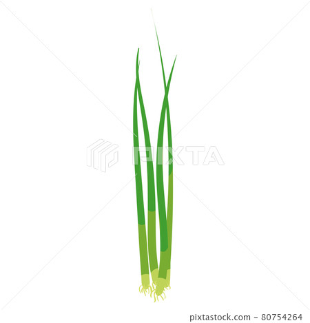 Green onion, natural healthy organic nutrition product, scalion. Vector doodle cartoon flat trendy illustration hand drawn isolated Green onion, natural healthy organic nutrition product, scalion. Vector doodle cartoon flat trendy illustration hand drawn isolated 80754264