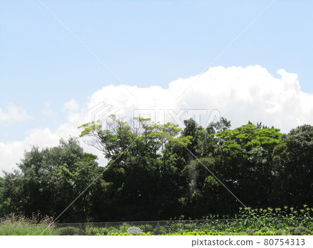 三洋美狄亞花卉博物館藍天白雲 80754313