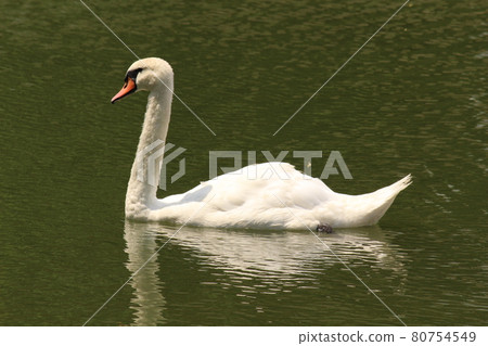 Mute Swan in Senba Lake, Mito Mute Swan in Senba Lake, Mito 80754549