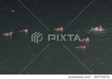 Mandarin duck swimming in Shiromaru Lake in summer August Okutama 80754678