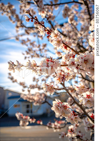 路邊亮白的櫻花 80756067