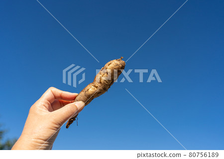 Cassava potatoes 80756189