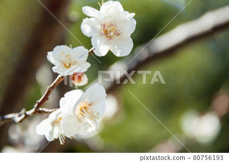 White plum White plum 80756193