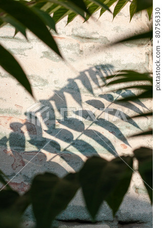 Green palm leaves with shadows on a white brick wall background. Creative minimalism trendy backdrop advertising design. Green palm leaves with shadows on a white brick wall background. Creative minimalism trendy backdrop advertising design. 80756330