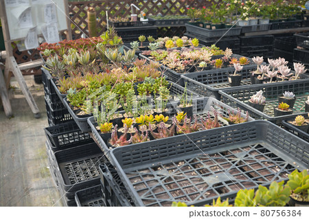 Cactus sale 80756384
