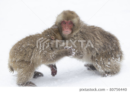 japanese monkey, japanese macaque, monkey 80756440