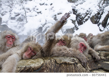 japanese monkey, japanese macaque, monkey 80756441