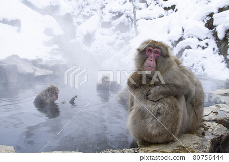 japanese monkey, japanese macaque, monkey 80756444
