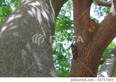 夏天Abra Zemi 80757069