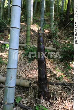 Bamboo shoots Bamboo shoots 80757090