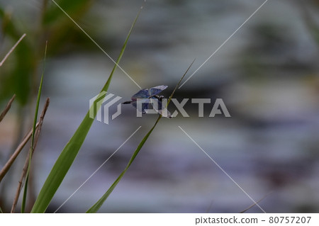 蝴蝶蜻蜓 80757207