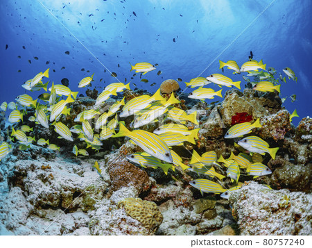 Yosugefudai 80757240