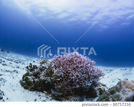 Seriatopora hystrix Seriatopora hystrix 80757256