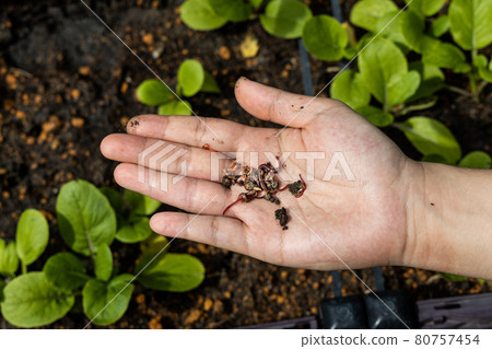 Overhead view of hand holding clumps of red wrigglers earthworms against plants at background. They are used in vermicomposting to improve soil quality 80757454