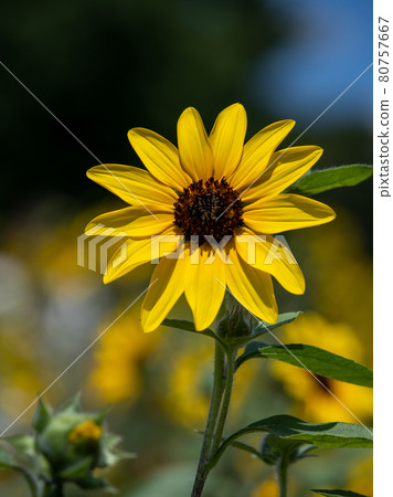 Sunflower field Sanfinity Sunflower field Sanfinity 80757667