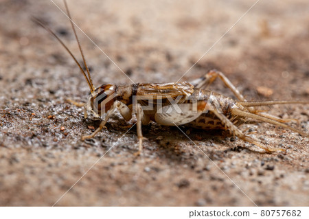 Small Field Cricket Small Field Cricket 80757682